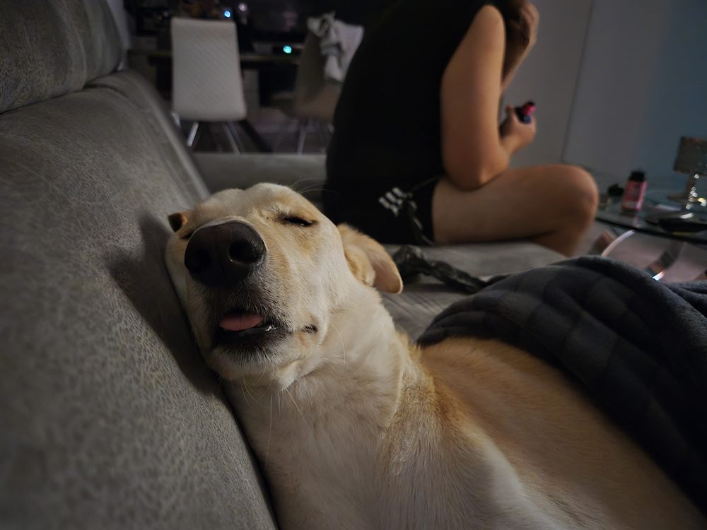 Mel, a cream Labrador asleep on the couch with his tongue out