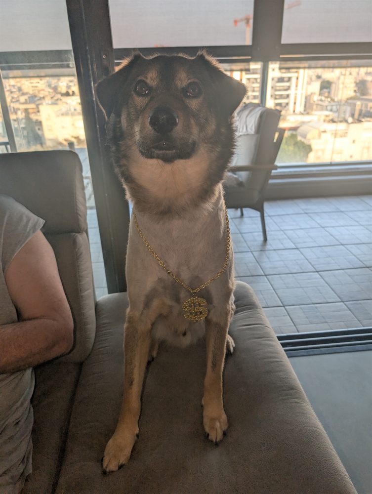Rex, a dog wearing a gold dollar-sign chain in a high-rise apartment