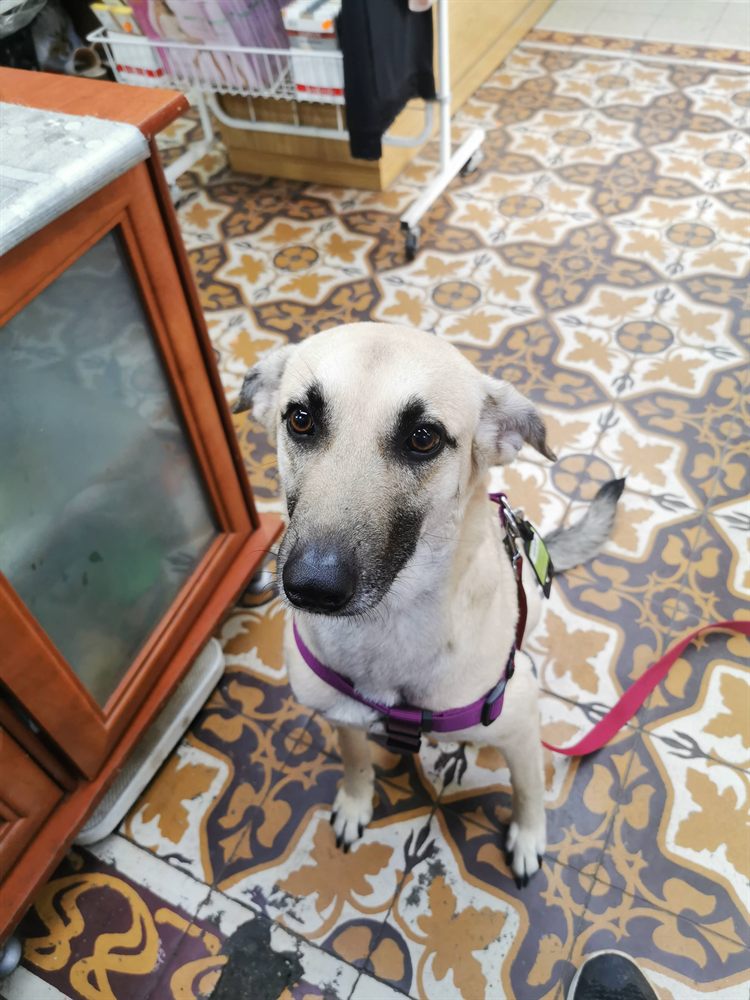 Sofi, a tan dog with enormous soulful eyes in a purple harness